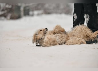 Freundlicher Benny sucht seine Familie