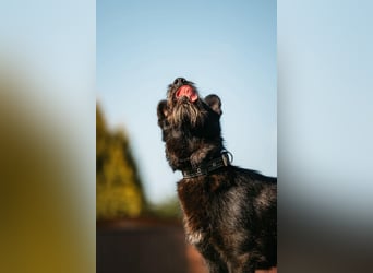 Fröhliche Ajda sucht liebevolles Zuhause