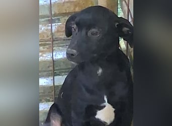 Nero sucht seine Herzmenschen