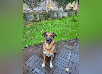 Treuer Bo aus 52428 Jülich sucht sein Für-Immer-Zuhause