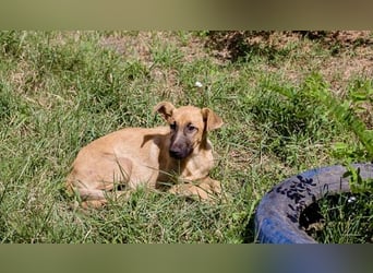 Ozzy – sanfter Junghund mit Schlappohren-Charme sucht sein Happy End