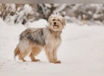 Freundlicher Benny sucht seine Familie