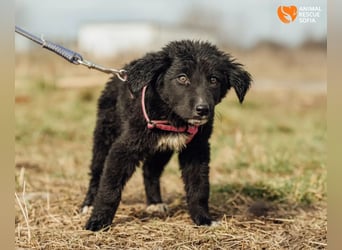 Joseph - sanfter Welpenjunge sucht Zuhause