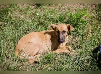 Ozzy – sanfter Junghund mit Schlappohren-Charme sucht sein Happy End