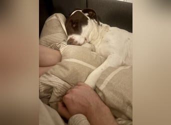 Elina – vom Tierheim auf die Couch