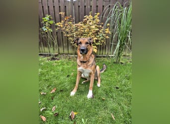 Treuer Bo aus 52428 Jülich sucht sein Für-Immer-Zuhause