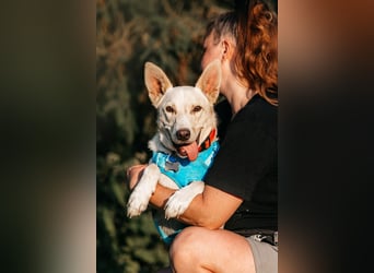 Vorsichtiger Whitey sucht seine Familie
