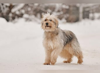 Freundlicher Benny sucht seine Familie