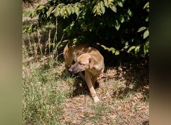 Ozzy – sanfter Junghund mit Schlappohren-Charme sucht sein Happy End