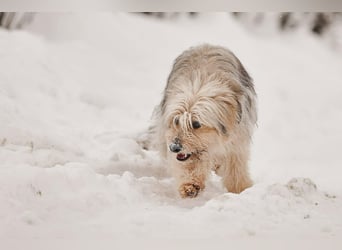Freundlicher Benny sucht seine Familie