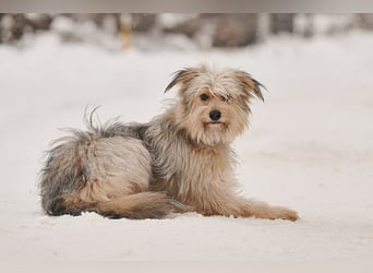 Freundlicher Benny sucht seine Familie