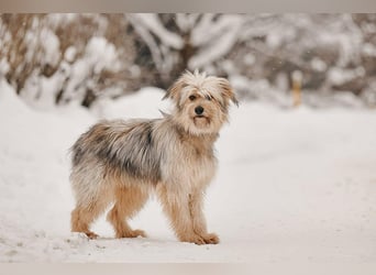 Freundlicher Benny sucht seine Familie
