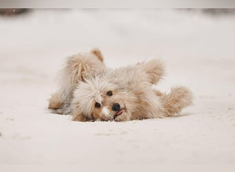 Freundlicher Benny sucht seine Familie