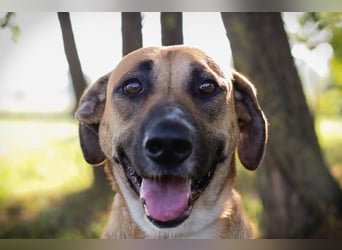 Nisha - freundlich, liebevoll und bereit für ein Zuhause Zuhause oder Pflegestelle zum 06.12.2025