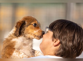 Wer komponiert mit Beethoven sein Happy End?