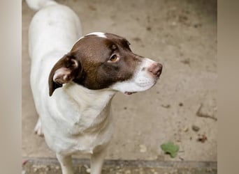 Sanfte Elina sucht liebevolles Zuhause