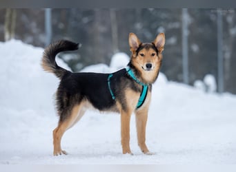 Fröhlicher Nordik sucht sein Zuhause