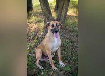 Nisha - freundlich, liebevoll und bereit für ein Zuhause Zuhause oder Pflegestelle zum 06.12.2025