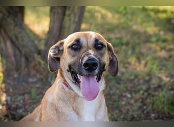 Nisha - freundlich, liebevoll und bereit für ein Zuhause Zuhause oder Pflegestelle zum 06.12.2025