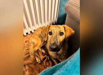 Vermittlungshilfe für Nala