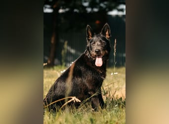Fröhliche Ajda sucht liebevolles Zuhause