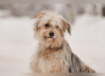 Freundlicher Benny sucht seine Familie