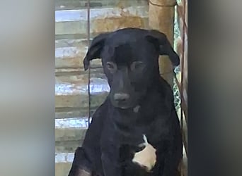 Nero sucht seine Herzmenschen