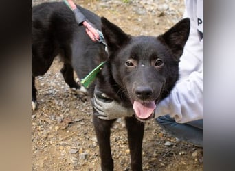 Randy,, ein fröhlicher, unkomplizierter Familienhund