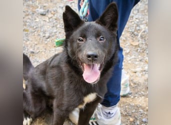Randy,, ein fröhlicher, unkomplizierter Familienhund