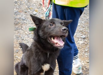Randy,, ein fröhlicher, unkomplizierter Familienhund
