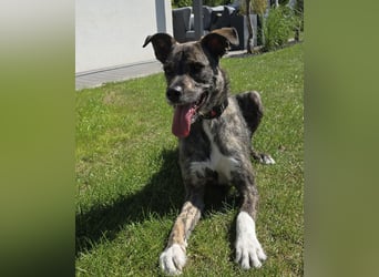 Sportlicher junger DALLAS sucht aktive Familie