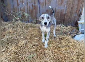Babis - eine lebensfrohe Abenteurerin sucht ihr Zuhause