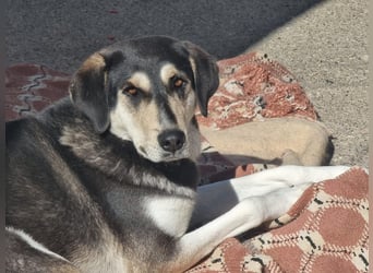 Trudi - eine liebevolle Husky-Mix-Dame mit einem sanften Wesen