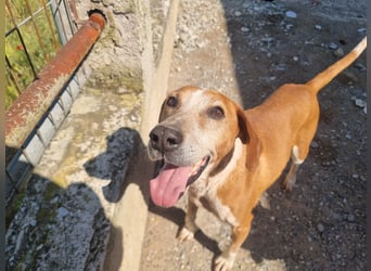 Carlo - ein wunderbarer Hund, der endlich gesehen werden möchte