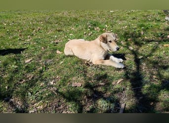 Snoopy – ein kleiner Kämpfer mit großem Herzen