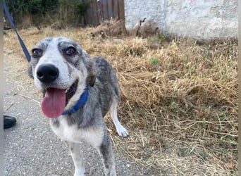 Babis - eine lebensfrohe Abenteurerin sucht ihr Zuhause