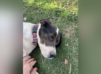 Lotte – Lebensfrohes Pointermädchen sucht aktive Familie!