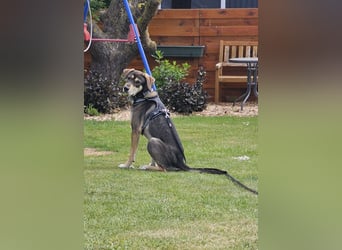 Monti – Unser verschmuster Jungspund sucht ein liebevolles Zuhause!