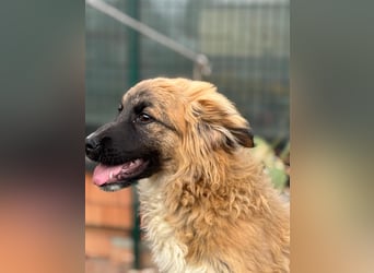 Sami - Ein verspielter Wirbelwind sucht sein Zuhause!