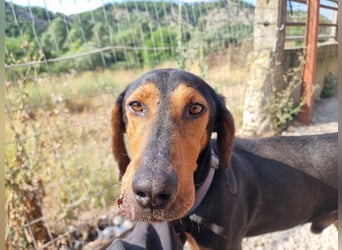 Carlo - ein sanftes Herz sucht sein Glück