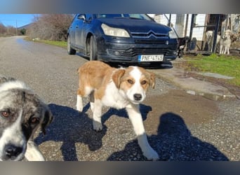 Nelly – ein kleiner Schatz auf der Suche nach Liebe