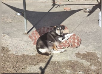 Trudi - eine liebevolle Husky-Mix-Dame mit einem sanften Wesen