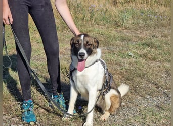 Eva - eine wunderschöne junge Hundedame sucht ihr Happy End