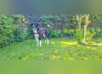 Samu sucht seine Chance – vielleicht bei dir