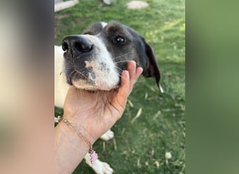 Lotte – Lebensfrohes Pointermädchen sucht aktive Familie!