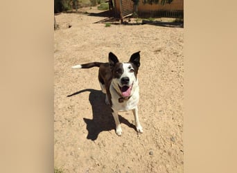 Oca – treue Schmusehündin mit großem Herzen