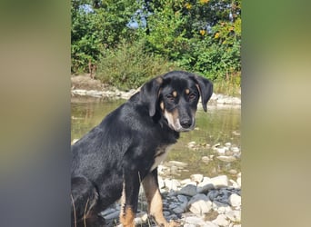 Fido - ein leises Herz, das endlich Vertrauen lernen darf