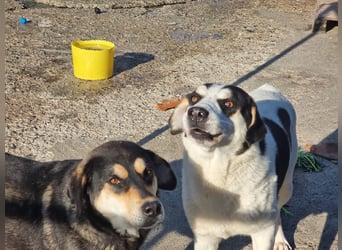 Lola – eine sensible Husky-Mix-Dame auf der Suche nach ihrem Menschen