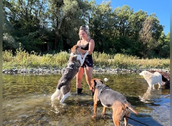 Eva - eine wunderschöne junge Hundedame sucht ihr Happy End