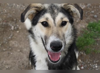 Steve - ein wahrlicher Herzbube